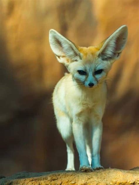 Fennec Fox Description Habitat Image Diet And