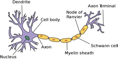 Nerve Tissue of Animal - QS Study