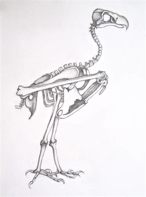 Laura Stanziola, Sketch of a Vulture Skeleton for the 24 Adventures ...