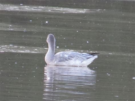 eBird Checklist - 23 Oct 2019 - Riparian Preserve at Gilbert Water ...