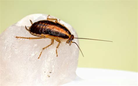 Turkestan Cockroach Control Guide • Gecko Pest Control