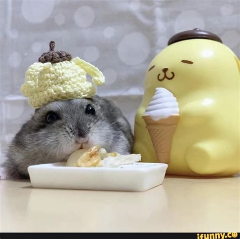 #hamster #Sanrio #pompompurin #kawaii #japan - iFunny
