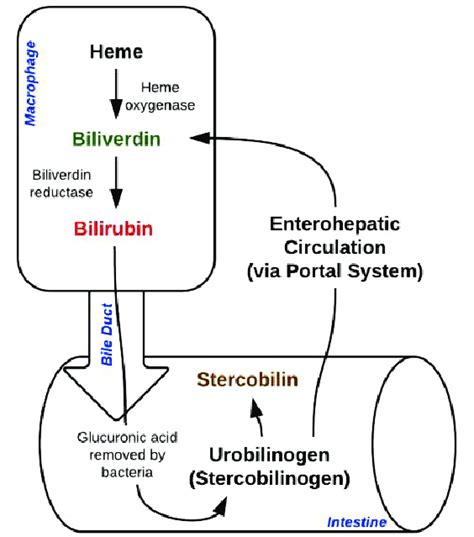 The schematic of bilirubin metabolism [4]. | Download Scientific Diagram