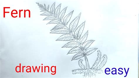 Fern Plant Drawing