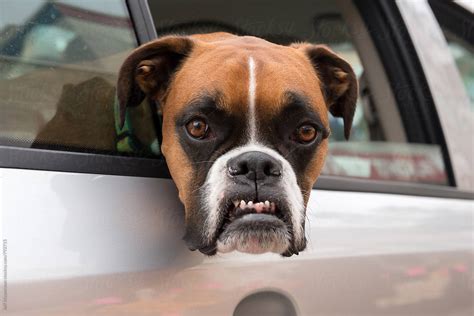 "Boxer Dog With Angry Funny Face" by Stocksy Contributor "Jeff Wasserman" - Stocksy