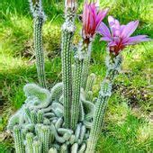 Cactus Blossoms | PrettyFlowers.me