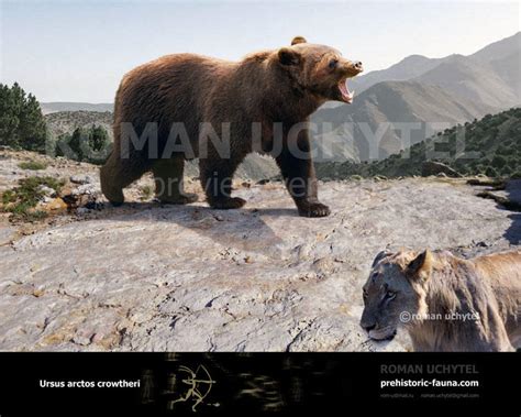 Atlas bear by Rom-u on DeviantArt