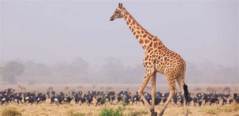 Kordofan Giraffe conservation | Artists for Conservation