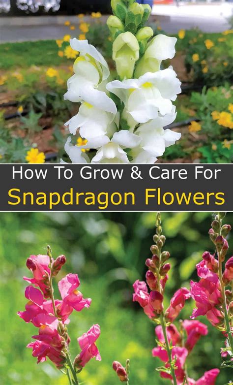 Snapdragon Care: How to Grow and Care for Snapdragon Flowers ...