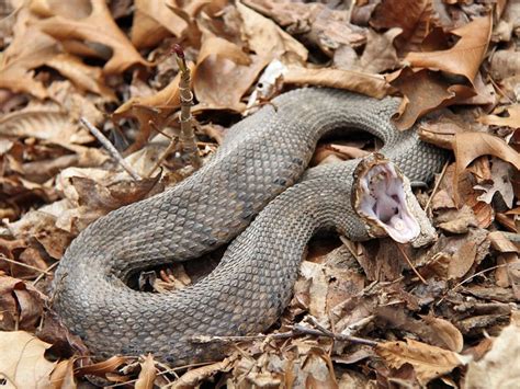 The Many Venomous Snakes of the Midwest - Owlcation