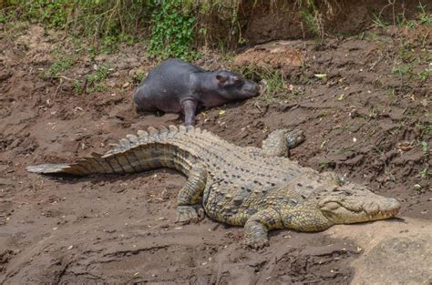 The Littlest Hippo and the Crocodile: A True Story — Kathy Karn Photography