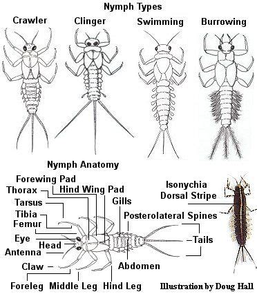 Aquatic insect anatomy for mayfly nymphs, Nymph Fly Patterns, Fly Tying Patterns, Trout Fishing ...