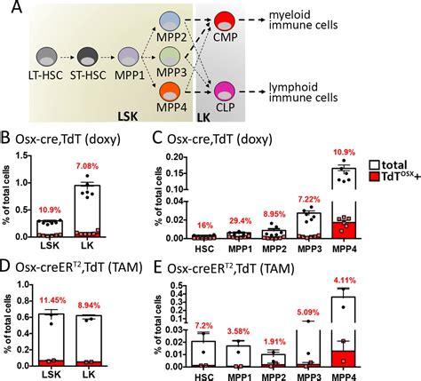 Osterix-Cre marks distinct subsets of CD45- and CD45+ stromal ...