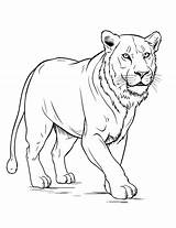 25 Lion Coloring Pages Printable Free Sheets sketch template
