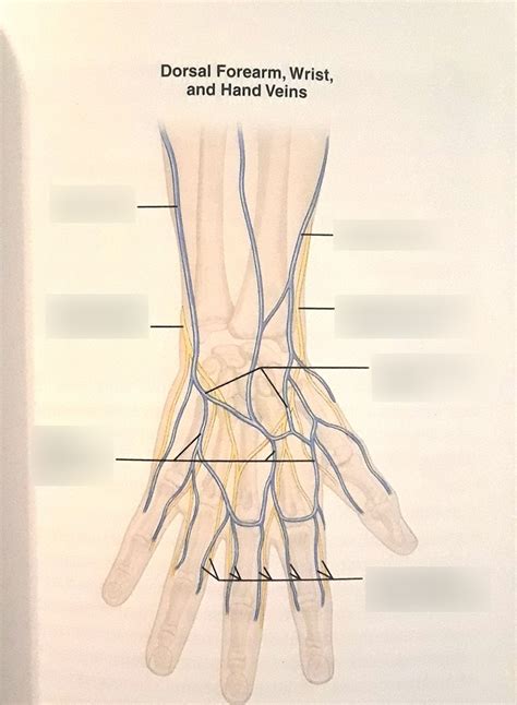 Dorsal Forearm, Wrist, and Hand Veins Diagram | Quizlet