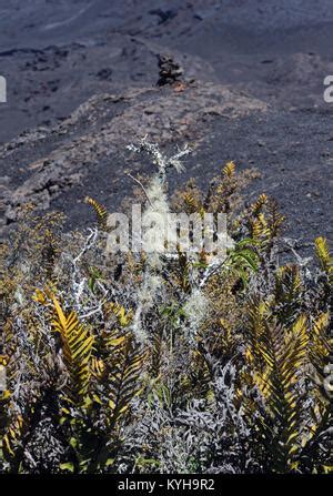 Pioneer species of plants including cacti, ferns and lichens begin to Stock Photo - Alamy