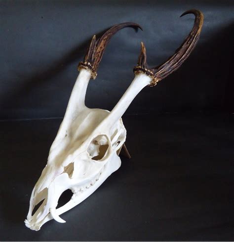 Muntjac skull | Deer skulls, Skull and bones, Skull