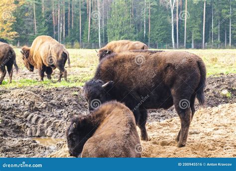 Family of Herbivorous Bison in Their Habitat Stock Photo - Image of calf, nature: 200945516