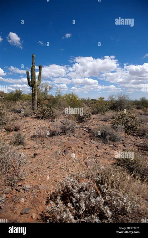 cactus in the Arizona desert Stock Photo - Alamy