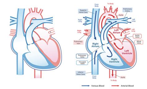 Circulatory System Flow Chart