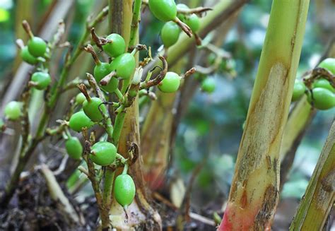 How to Grow and Care for Cardamom