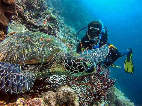 Cebu Fun Divers Moalboal Philippines | Fasci Garden