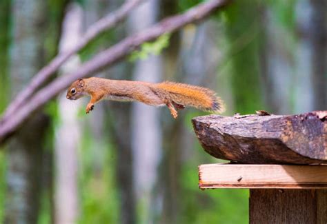 680+ Red Squirrel Jumping Stock Photos, Pictures & Royalty-Free Images - iStock