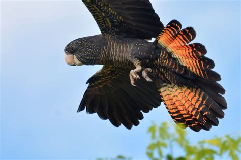 Red tailed black cockatoo - rappikol