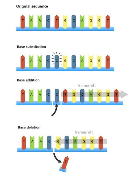 #133 Genetic mutations | Biology Notes for A level | Biology notes, Teaching biology, Basic ...