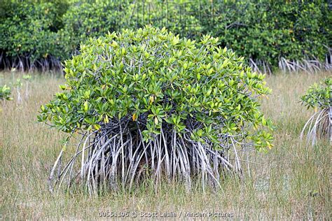 White Mangrove stock photo - Minden Pictures