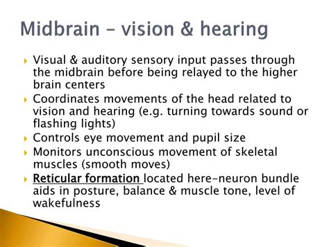 PPT - Nervous System PowerPoint Presentation, free download - ID:1916158