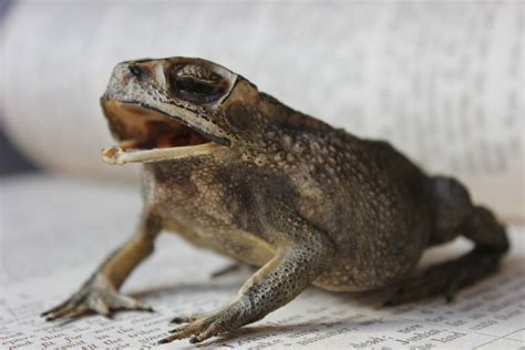 A Large Mid 20thC Taxidermy Adult Cane Toad – Doe & Hope