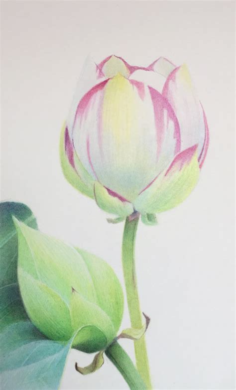 MAKING A MARK: Nelumbo nucifera plus reflections on drawing and painting