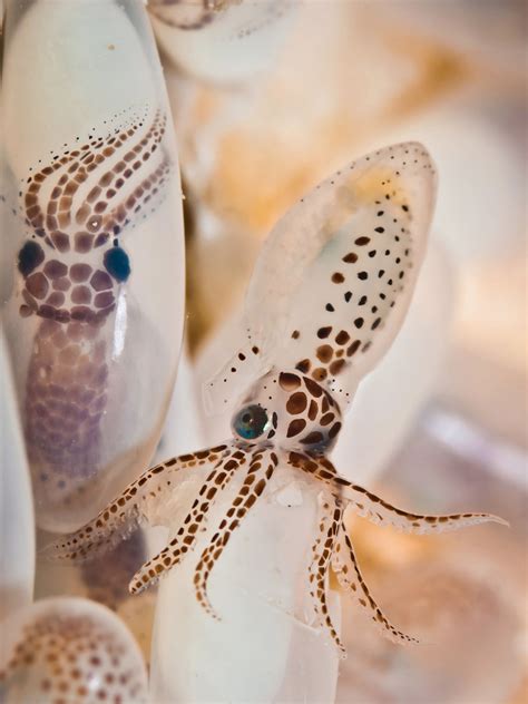 octopus eggs - Sök på Google | Beautiful sea creatures, Octopus tattoo, Octopus