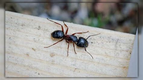 Top 10 Natural Ways to Get Rid Of Ants In Garden | PestWeek