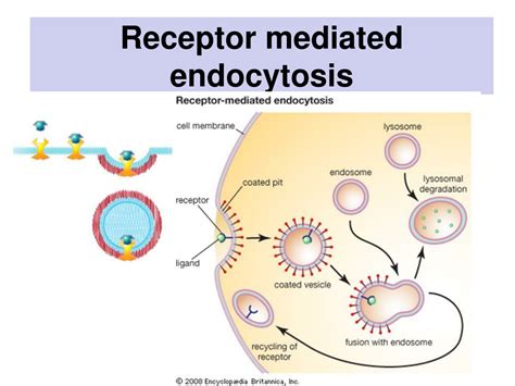 PPT - Dr. mohammad khatatbeh Slides of lecture #4 Transport across plasma membrane PowerPoint ...