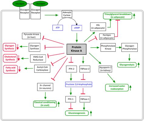 Glucagon/Epinephrine/Protein Kinase A pathway – greek.doctor