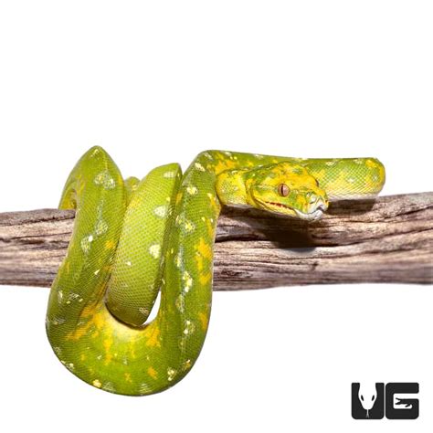 Adult Biak Green Tree Pythons (Morelia viridis) For Sale - Underground ...