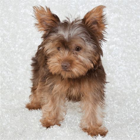 Parti Yorkie Breed Profile - SpiritDog Training