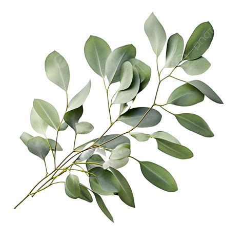 Green Leaf Branches Eucalyptus Olive Green Leaves, Watercolor, Leaf ...