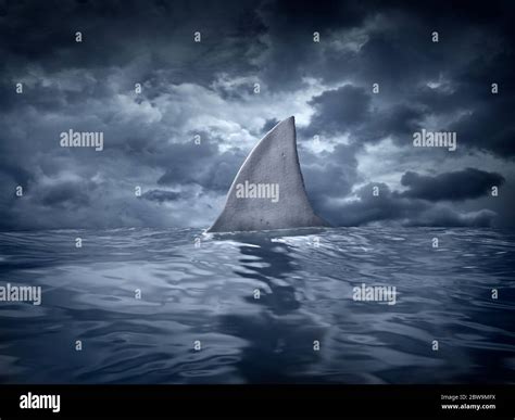 Shark fin in ocean Stock Photo - Alamy