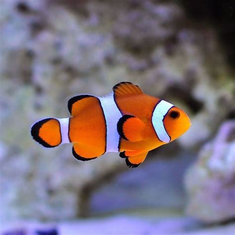 ORA Ocellaris Clownfish - Fish World - Saltwater Aquariums in Richmond VA