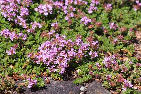 7 of the Best Thyme Varieties for Your Herb Garden