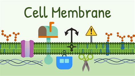 Cell Membrane: Structure & Functions