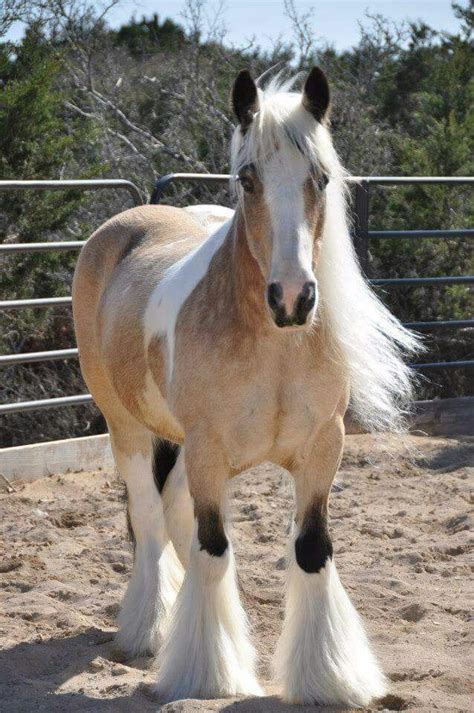 Sooty palamino...or buckskin...or what | Horses, Pretty horses, Horse ...