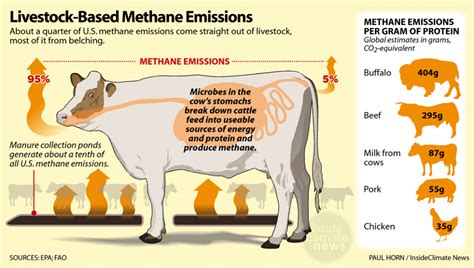 Cows in the UK could be given ‘methane blockers’ to cut emissions - Thred Website