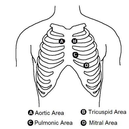 Aortic And Pulmonic Areas