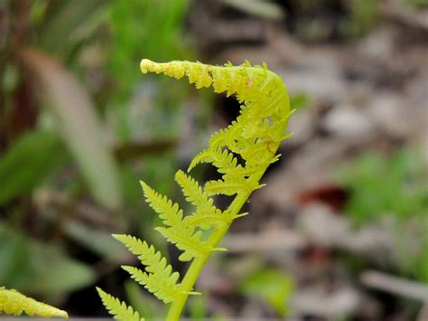 Simply The Best Natives-Ostrich Fern | Gardens Eye View