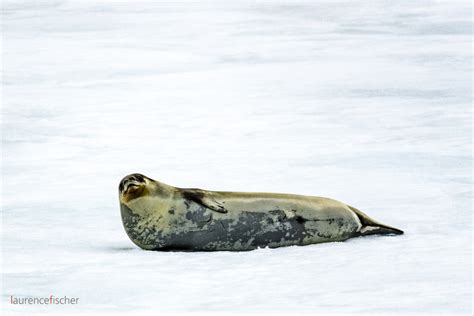 Ross Seal, Antarctica – Laurence Fischer