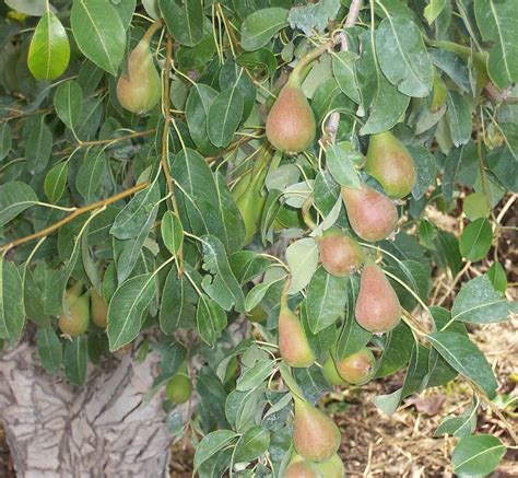 pear tree – Stone Beast Soil Treatment